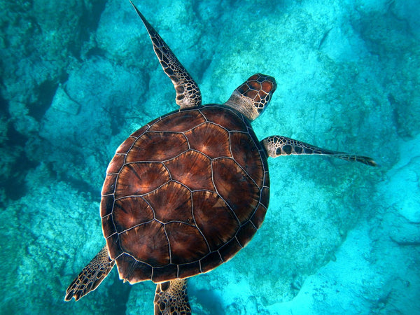 Our Oceans and COVID-19